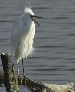 Aigrette Blanche