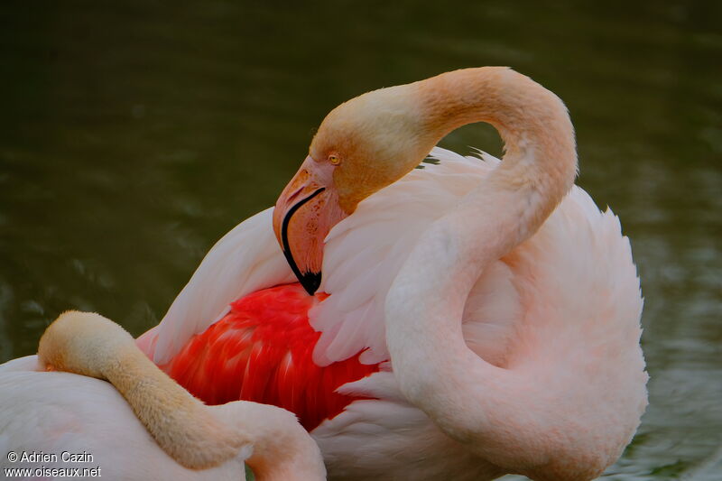Greater Flamingoadult, identification, care