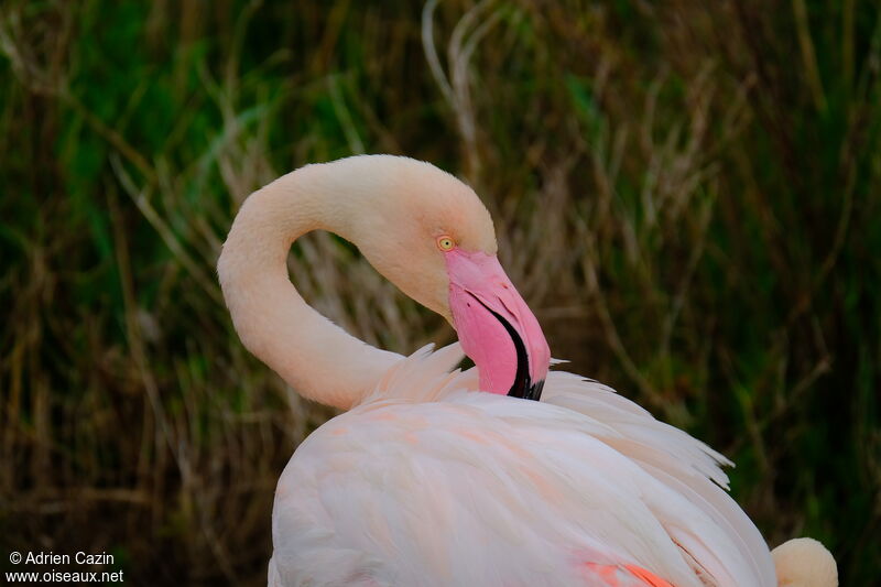 Greater Flamingoadult, close-up portrait, care