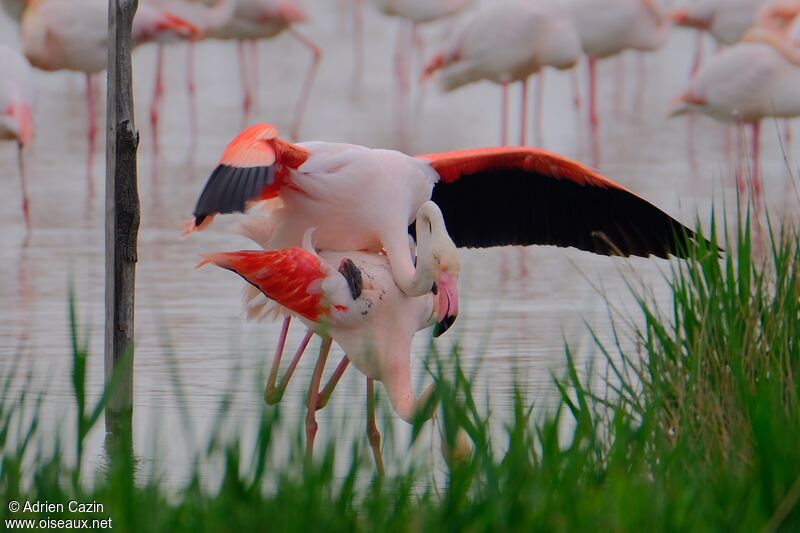 Greater Flamingoadult, mating.