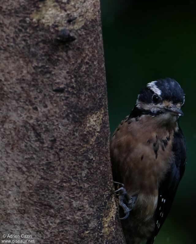 Hairy Woodpecker female, identification