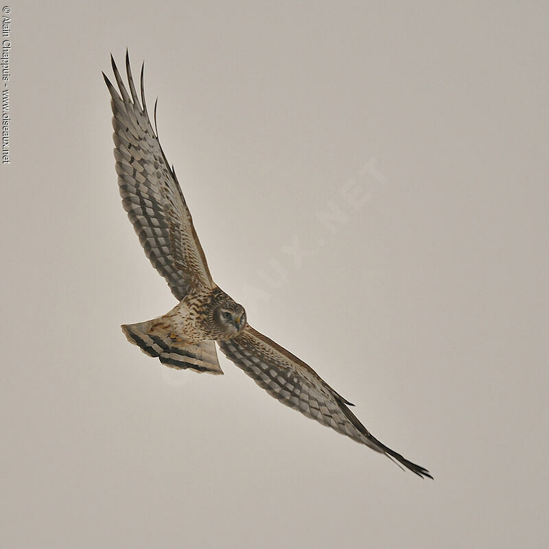 Hen HarrierThird  year, identification, Flight, Behaviour