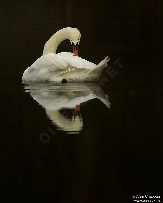 Mute Swan male adult, identification, Behaviour