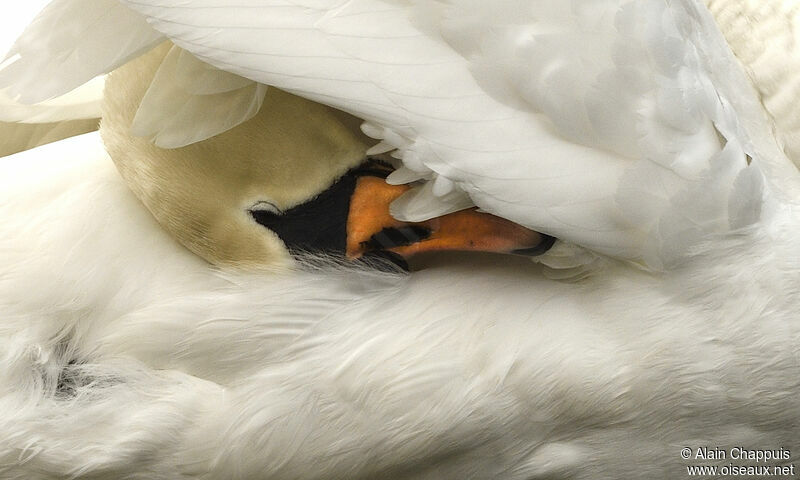 Mute Swan male adult, identification, care