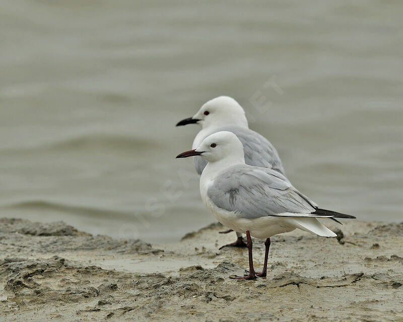 Slender-billed Gull , identification, Behaviour