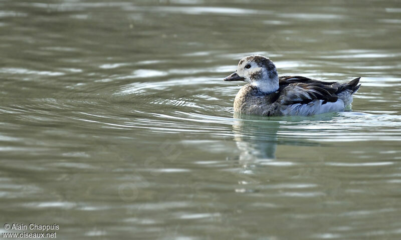 Long-tailed Duck male subadult, identification, Behaviour