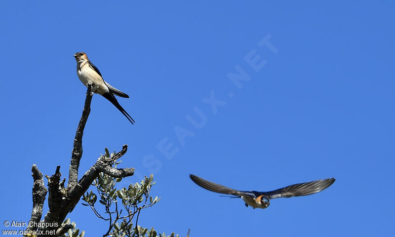 Red-rumped Swallowadult breeding, courting display