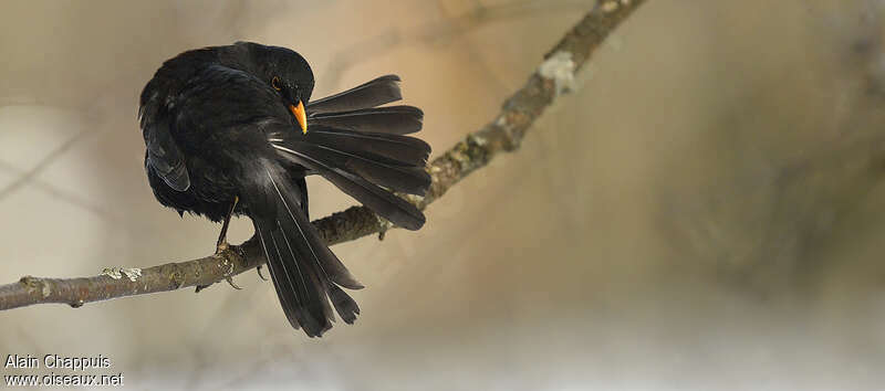 Common Blackbird male adult, identification, care, Behaviour