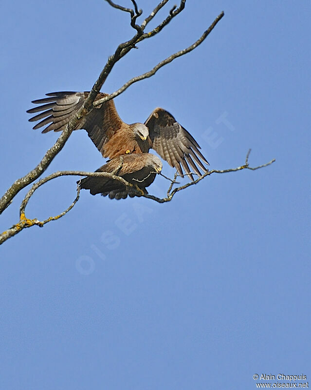Black Kite adult, identification, Reproduction-nesting, Behaviour