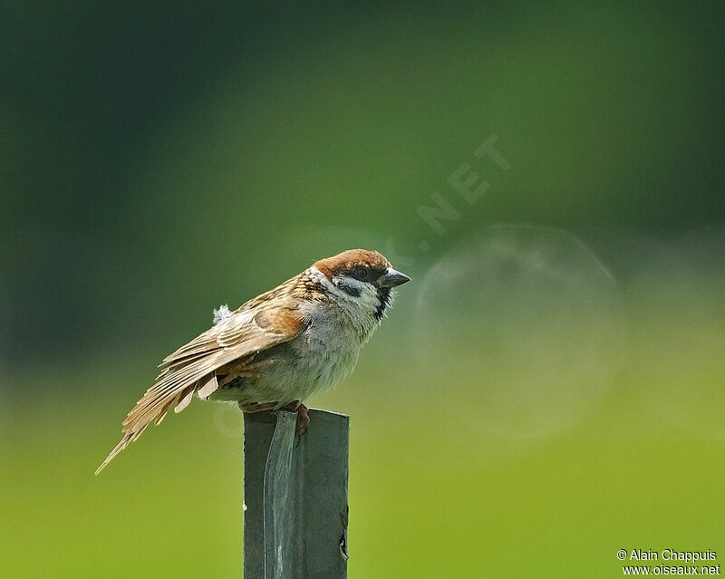 Eurasian Tree Sparrowadult, identification, Behaviour