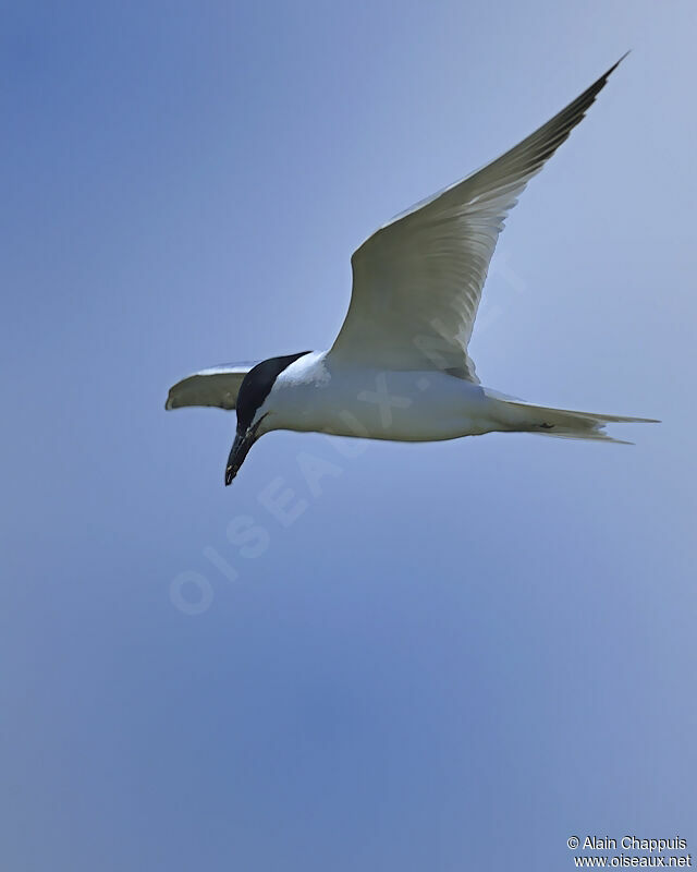 Gull-billed Ternadult breeding, identification, Flight, Behaviour