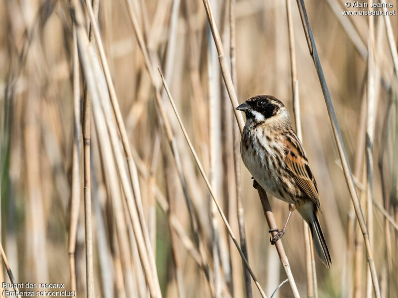 Common Reed Bunting, close-up portrait