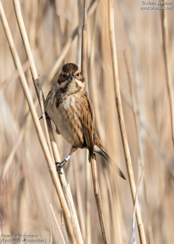 Common Reed Bunting female adult, close-up portrait