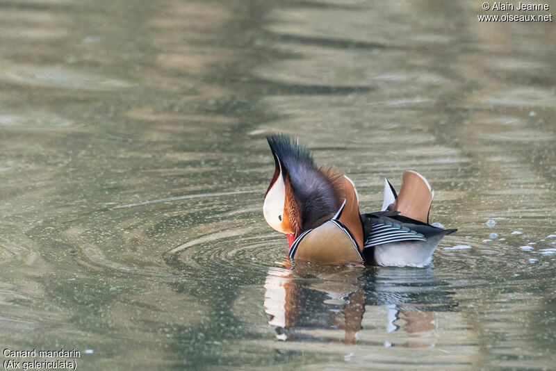 Mandarin Duck male, swimming, courting display