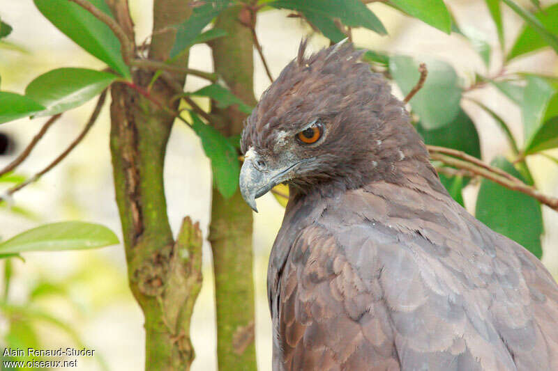Black Eagle, close-up portrait