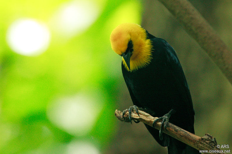 Yellow-hooded Blackbird male adult, identification