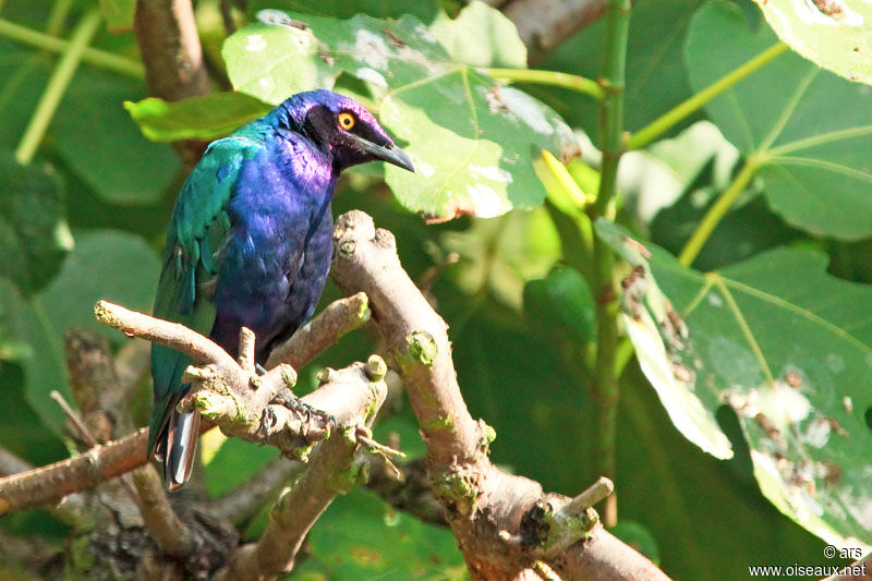 Purple Starling, identification