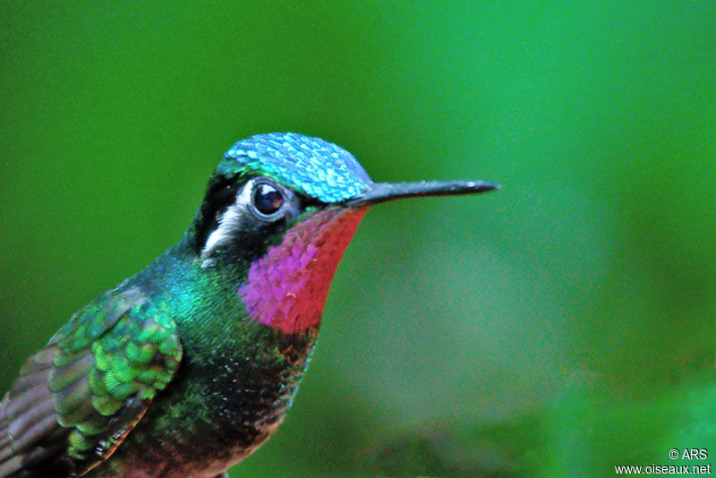 Colibri à gorge pourprée mâle, identification
