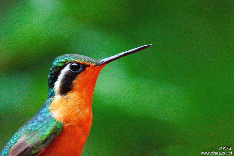 Colibri à gorge pourprée femelle, identification