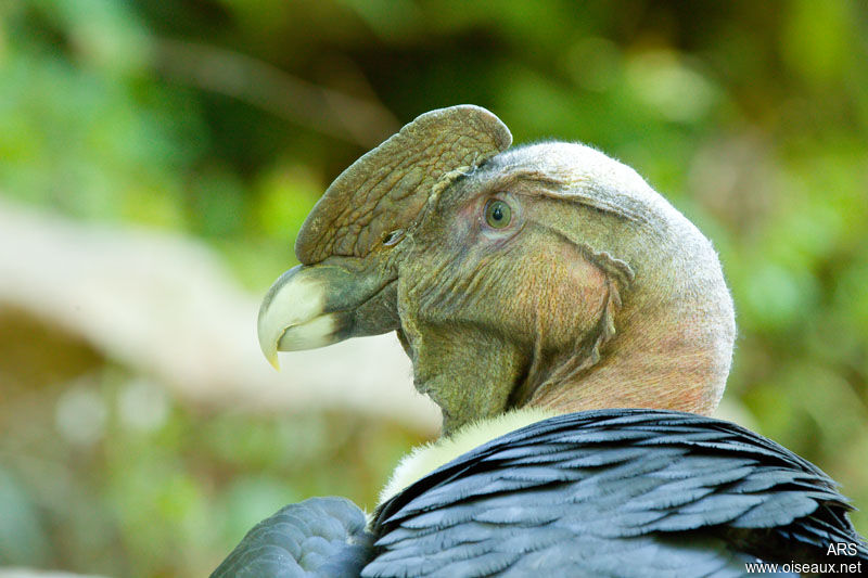 Condor des Andes, identification