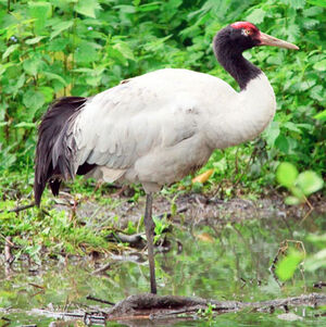 Black-necked Crane - Grus Nigricollis