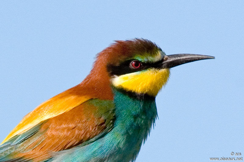 European Bee-eater, identification