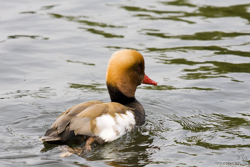Red-crested Pochard male adult, identification