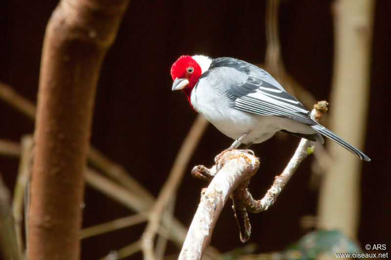 Red-cowled Cardinal, identification