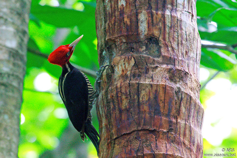 Pale-billed Woodpecker, identification
