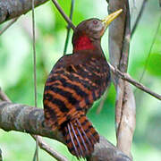 Bay Woodpecker