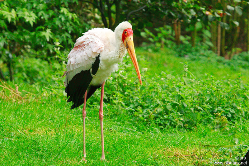 Yellow-billed Stork, identification