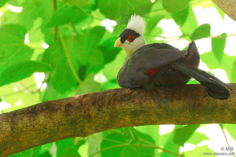 White-crested Turaco, identification