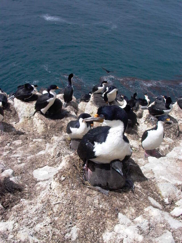 Cormoran Des Kerguelen Alkn