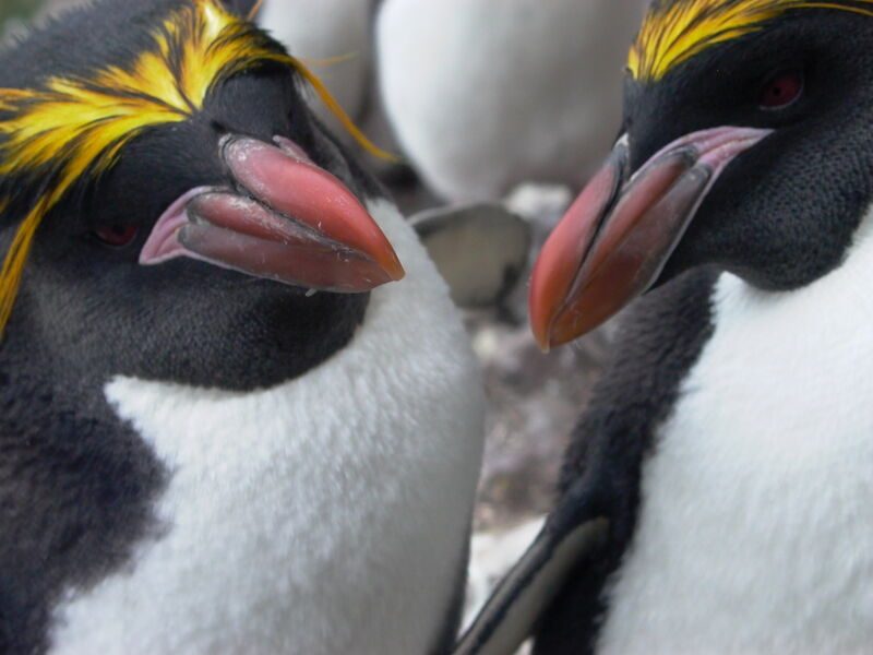 Macaroni Penguin adult breeding