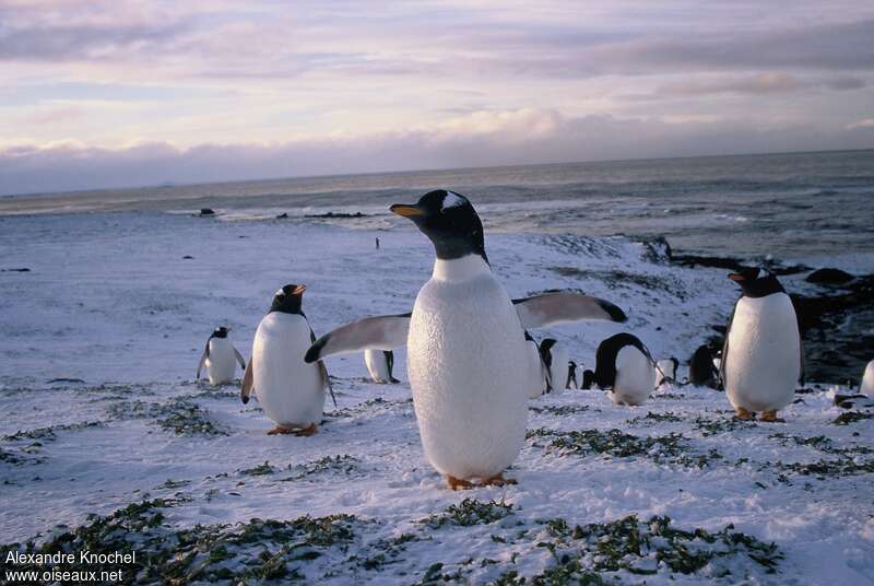 Gentoo Penguinadult, habitat