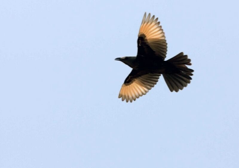 Tristram's Starling, Flight