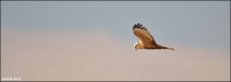 Western Marsh Harrier male adult, Flight