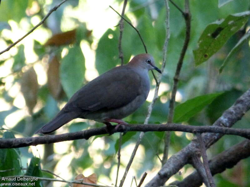 Grey-chested Dove