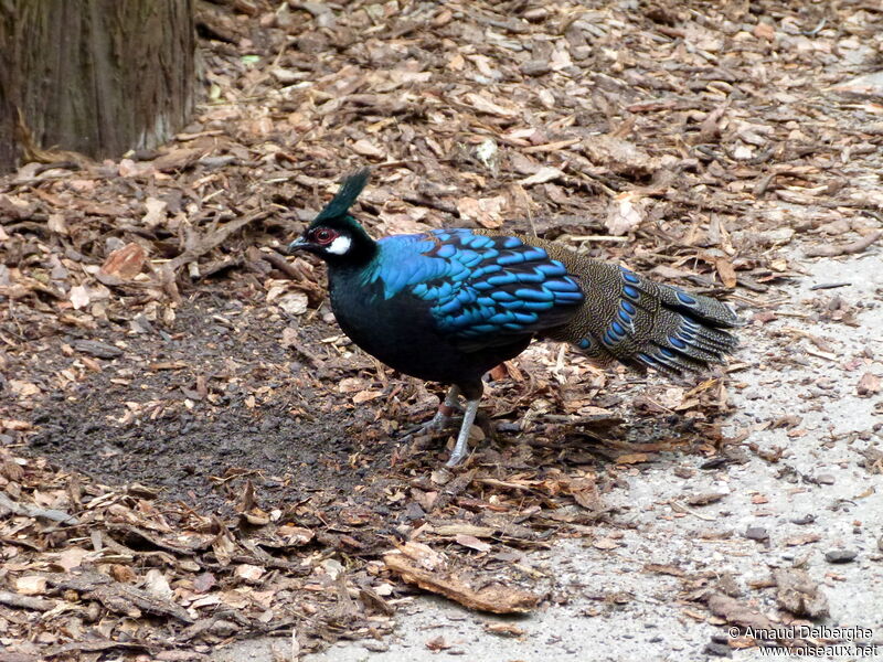 Palawan Peacock-Pheasant male