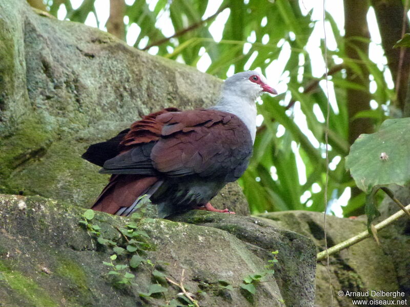 Great Cuckoo-Dove