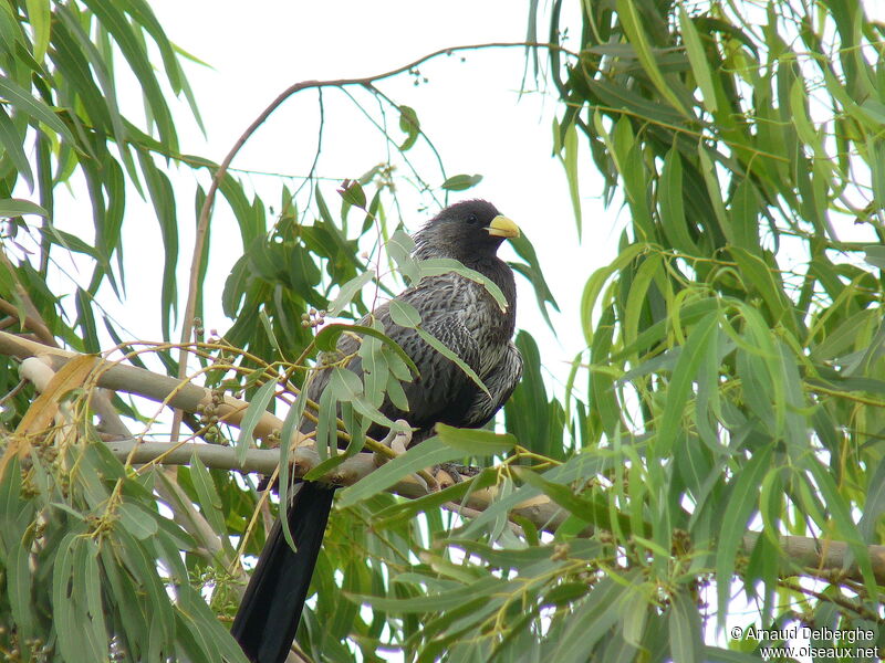 Western Plantain-eater