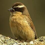 Brown Accentor