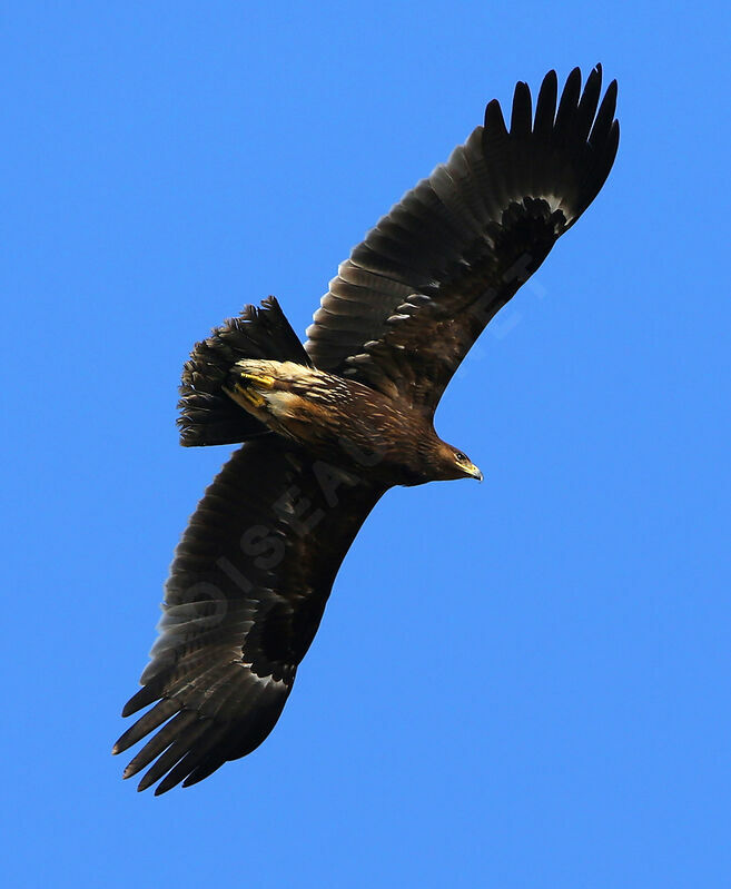 Greater Spotted EagleFirst year, Flight