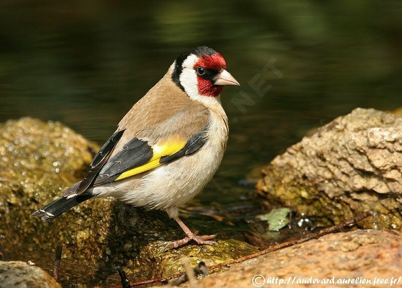 European Goldfinch male adult breeding, identification