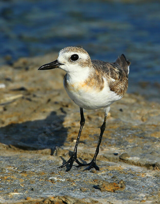 Greater Sand Ploverimmature