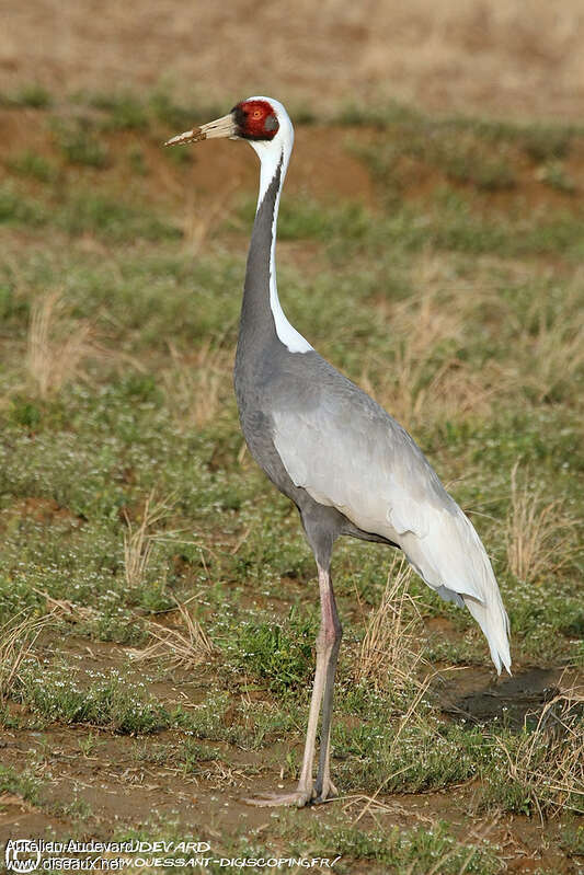 White-naped Crane, identification