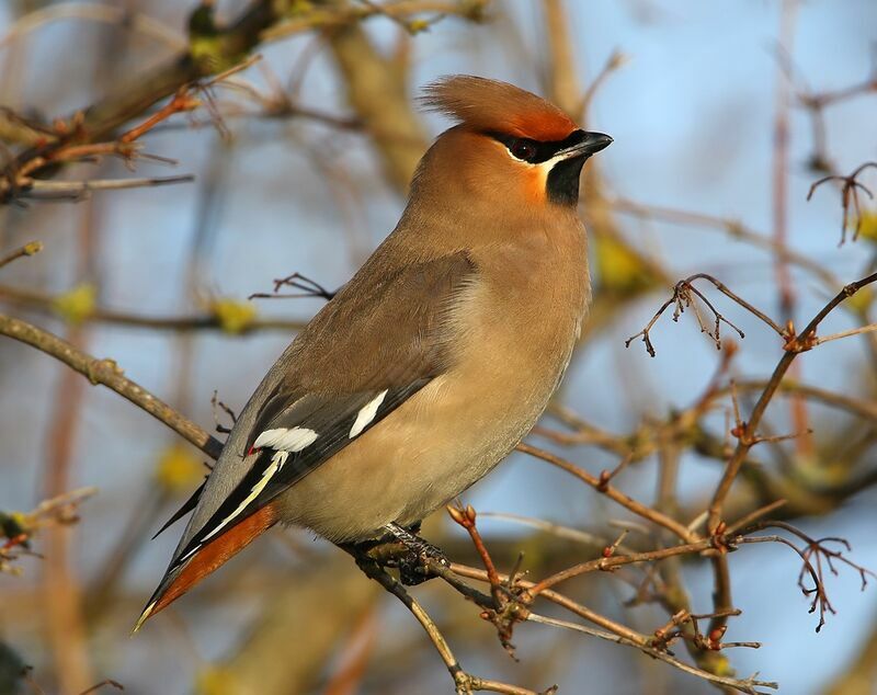 Bohemian Waxwing female Second year
