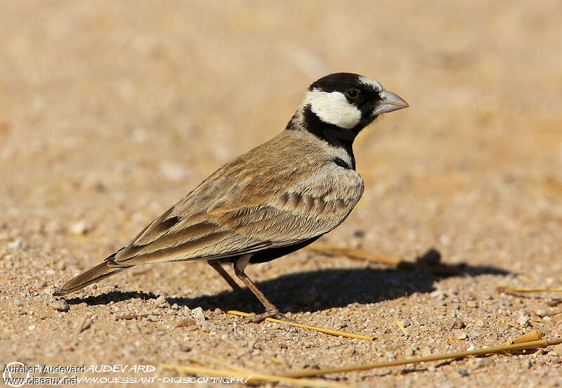 Black-crowned Sparrow-Lark male adult, identification