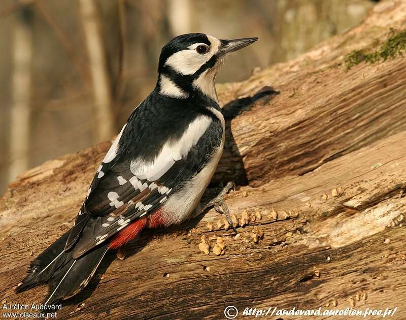 Great Spotted Woodpecker female adult breeding, identification