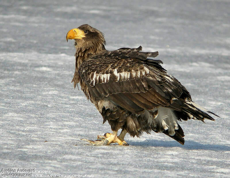 Steller S Sea Eagle Haliaeetus Pelagicus Immature Auau82530